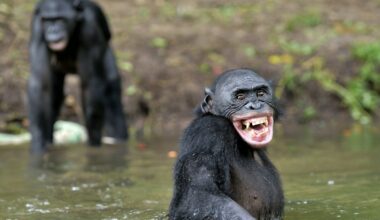 Differences in human and great ape laughter reveal clues to the origin of speech