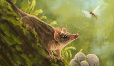 Australia’s most diverse marsupial predators have been hiding their origins for millions of years