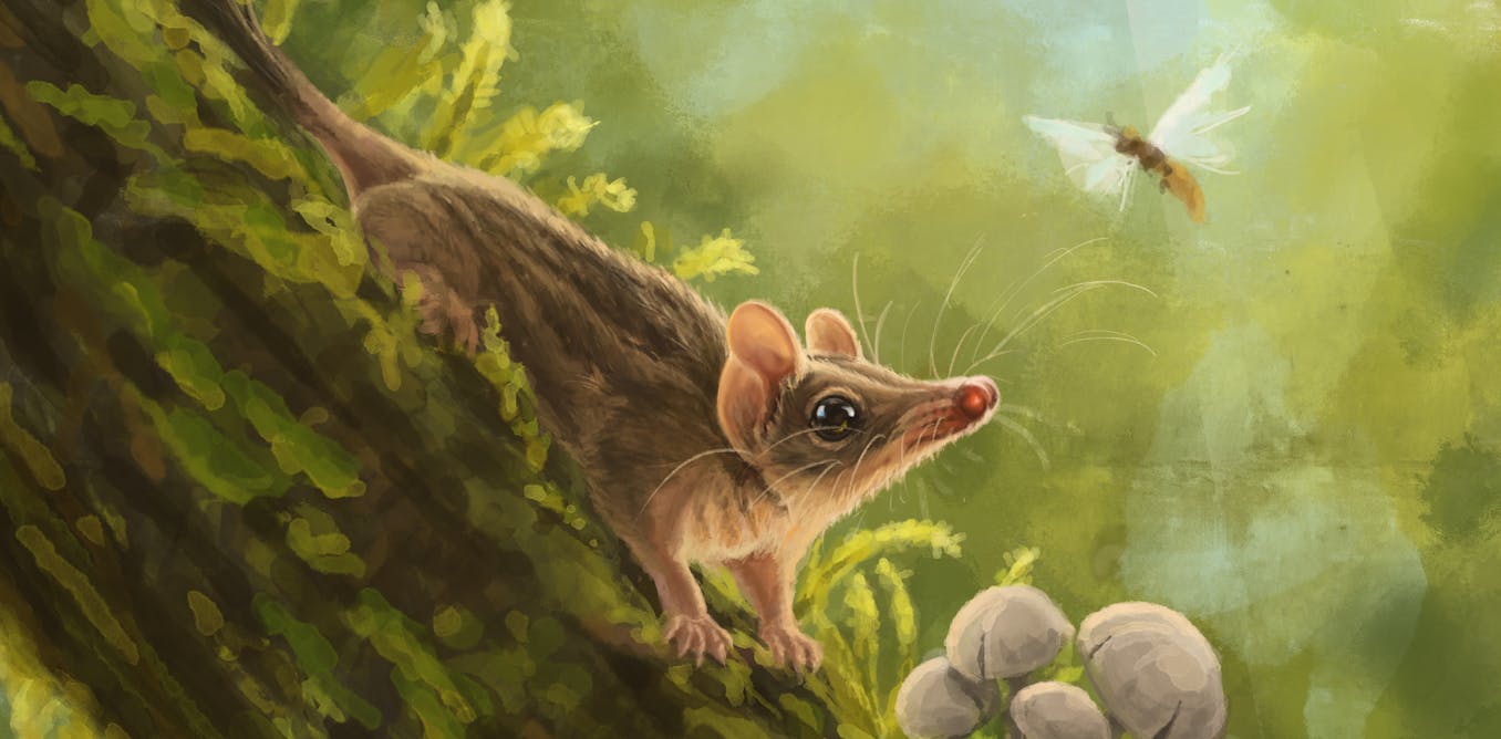 Australia’s most diverse marsupial predators have been hiding their origins for millions of years