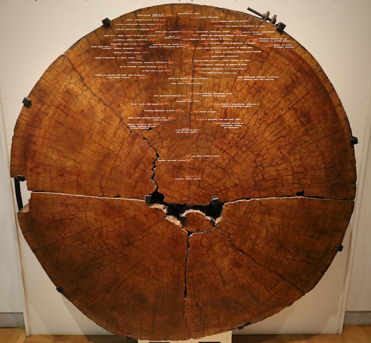 A large tree trunk section with different eras marked.
