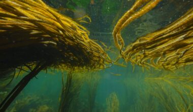 In hot water: what happens to marine life during heatwaves