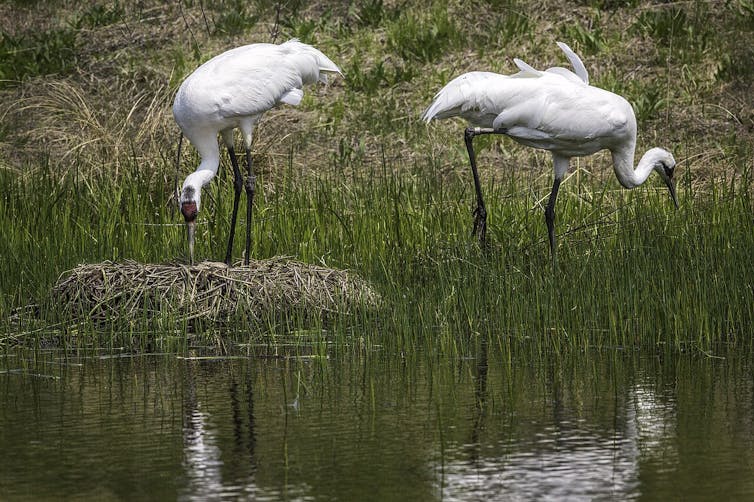 Two large white birds in a wetland area with a large nest.