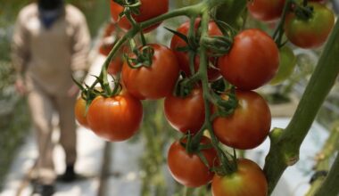 A perfect storm of factors is driving up US produce prices, but shoppers can still save