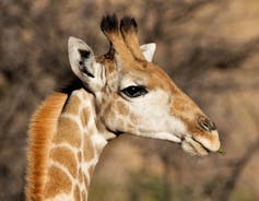 A giraffe staring into the distance