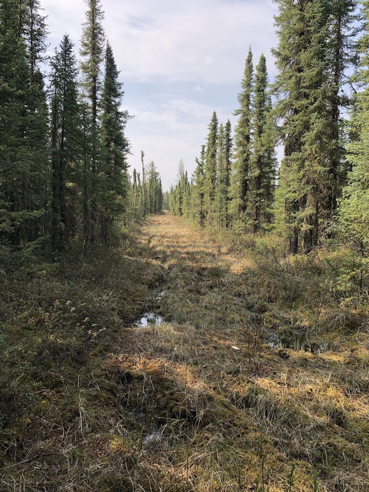 trees line either side of a cleared stretch of forest