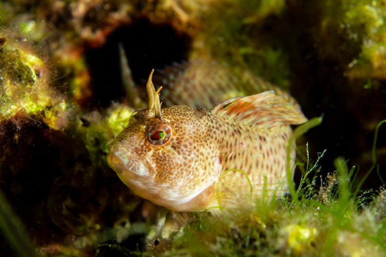 blenny fish peeking out of rock