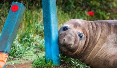 Neil the Seal can teach us plenty about seal behaviour. A marine biologist explains