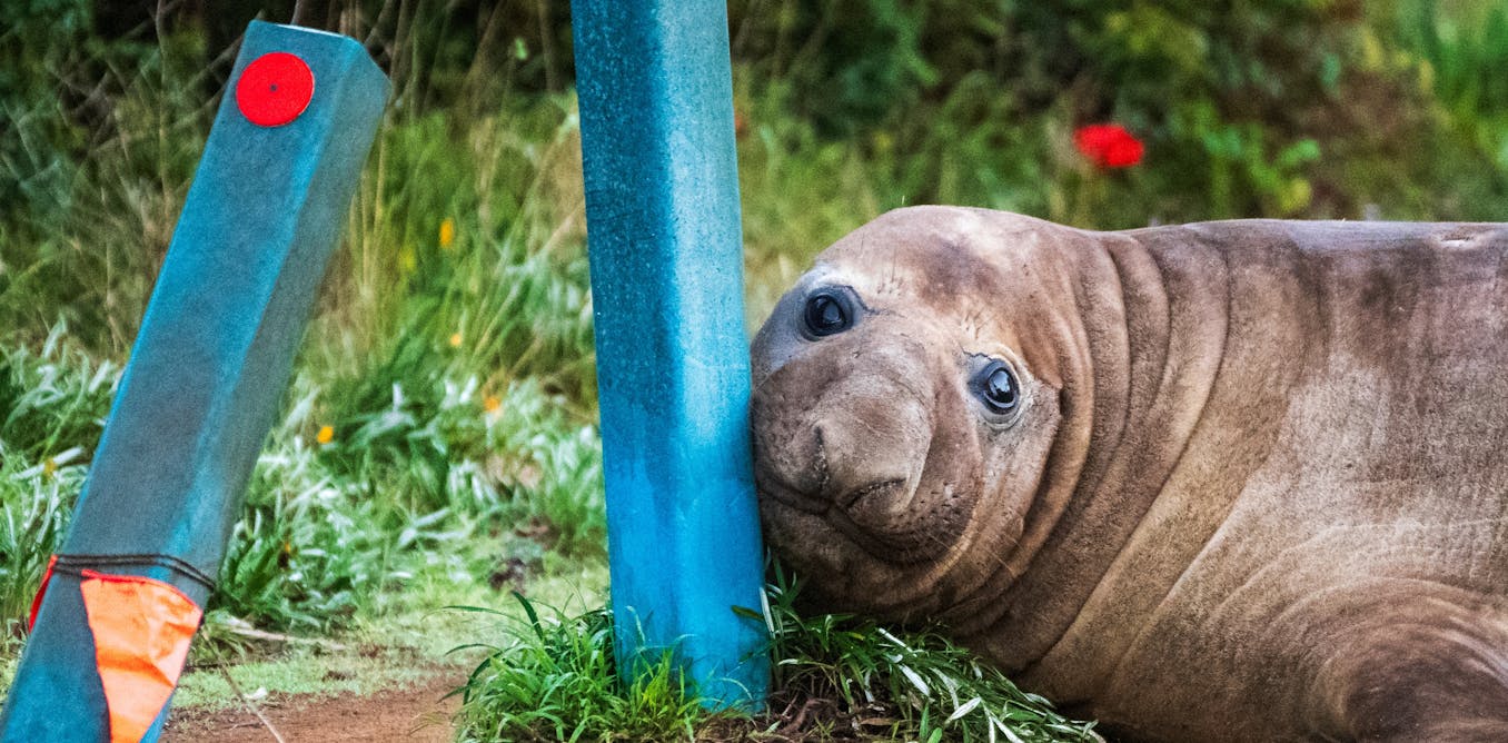 Neil the Seal can teach us plenty about seal behaviour. A marine biologist explains