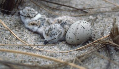 Why Trump’s move to gut the Endangered Species Act likely won’t hold up in court