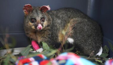 Why you should think twice before rescuing a wild animal