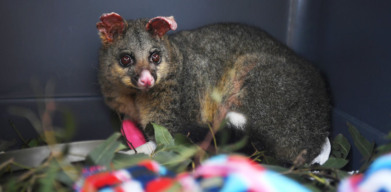 Why you should think twice before rescuing a wild animal