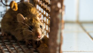 Why are some animals considered ‘pests’? It comes down to culture and convenience