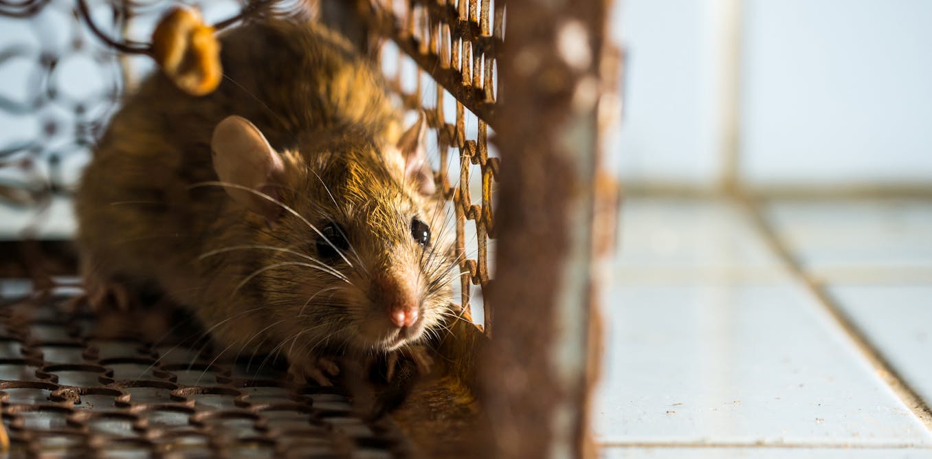 Why are some animals considered ‘pests’? It comes down to culture and convenience
