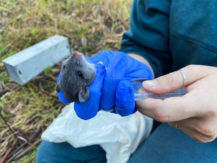 A researcher wearing a blue glove measures a small rodent, while conducting field research.
