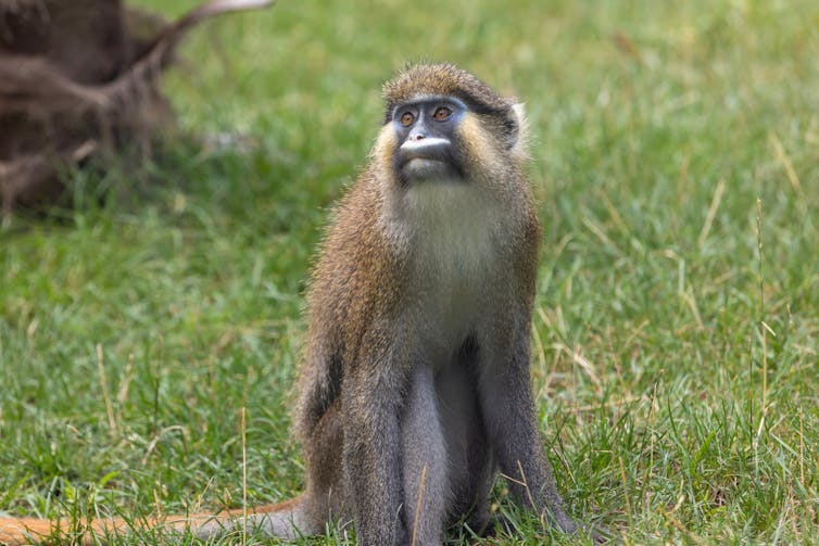 Monkey with long facial hair sits in grass.