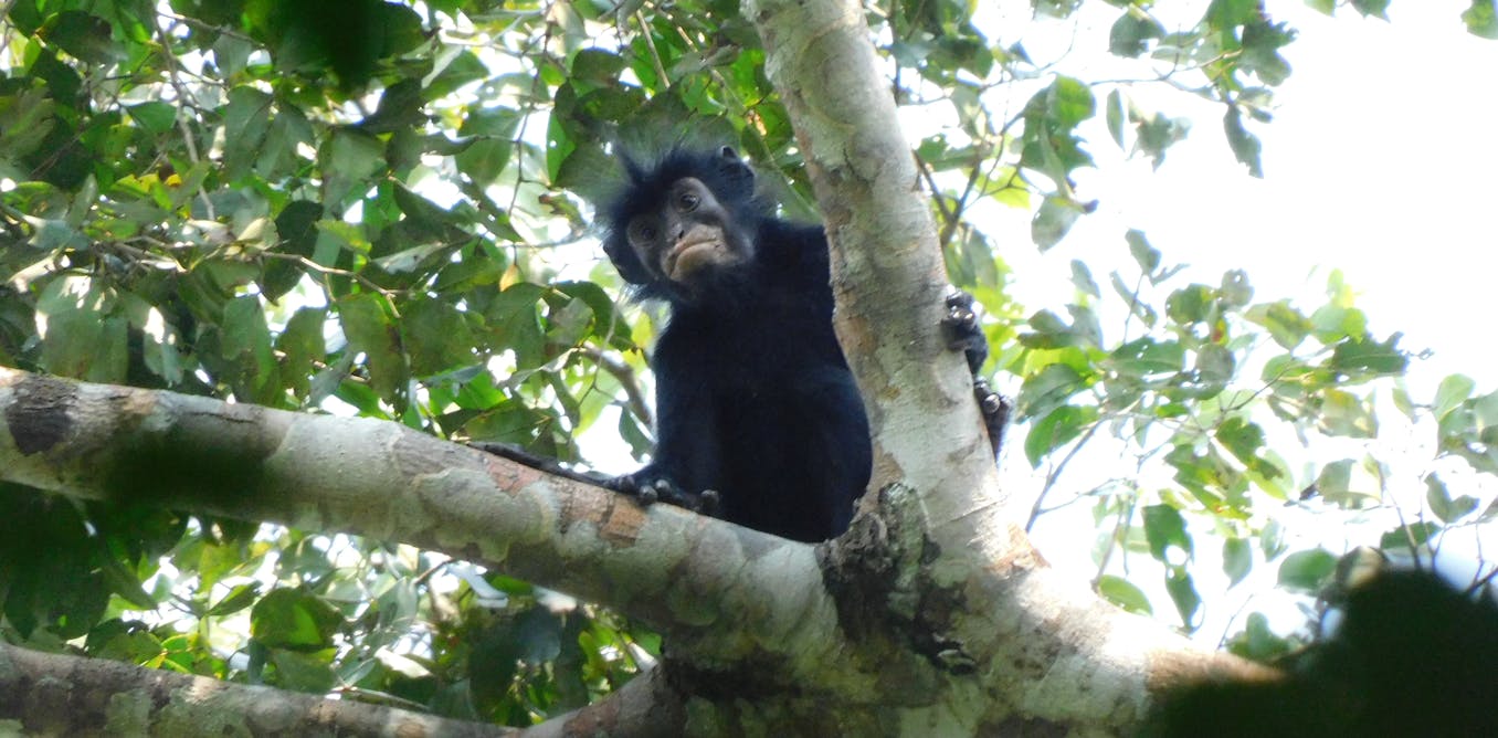 Meet Likweli – the newly named monkey that hints at Congo’s hidden secrets