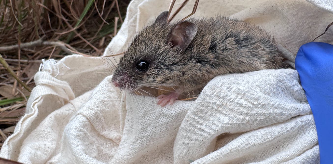 We set 10,000 traps in search of a rare native mouse. Here’s what we found