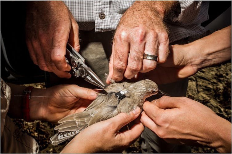 Hands attached a tiny backpack to a bird.