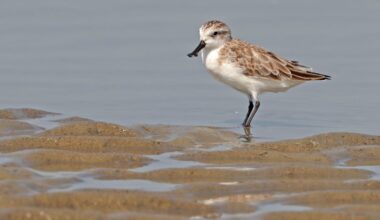 More than half of Earth’s migratory bird species are declining – here’s how we can still save them