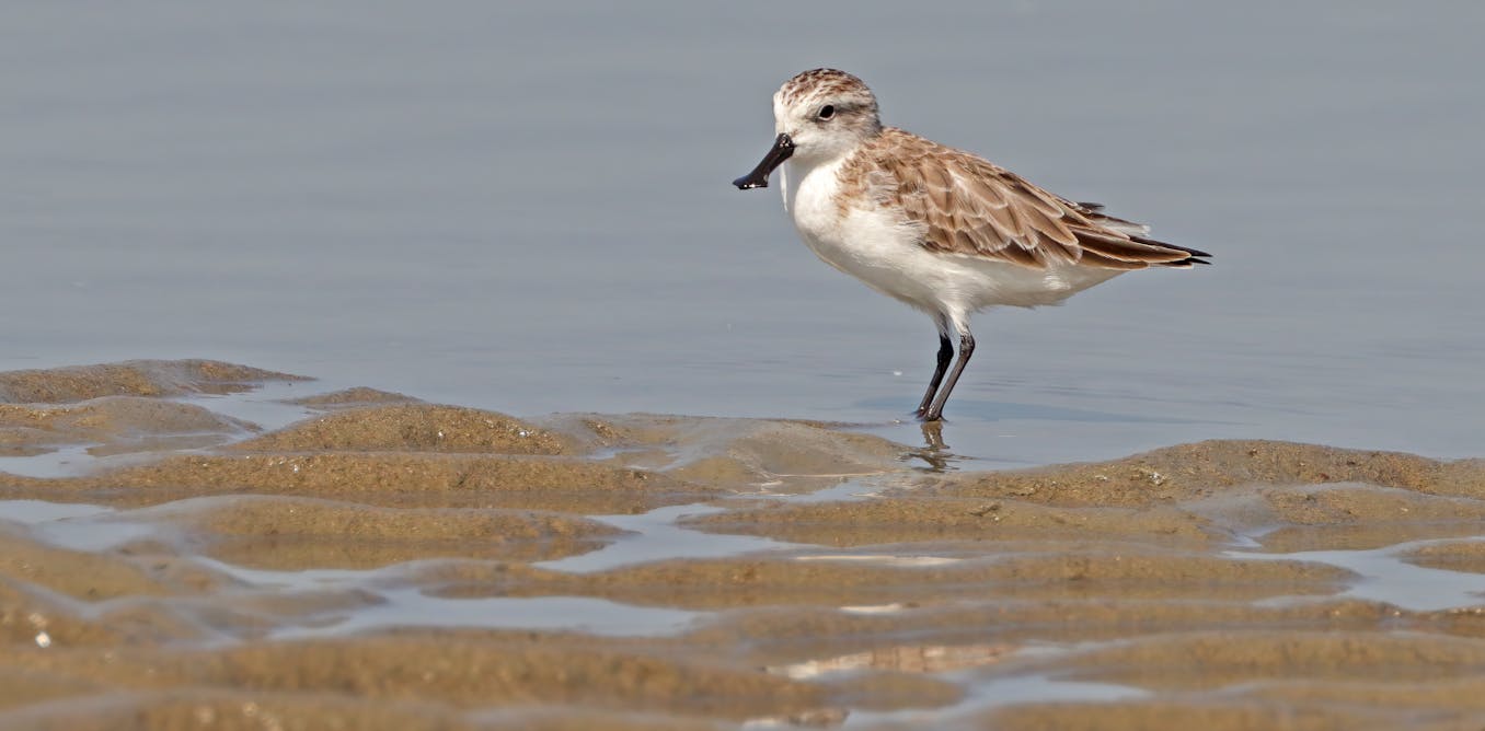 More than half of Earth’s migratory bird species are declining – here’s how we can still save them