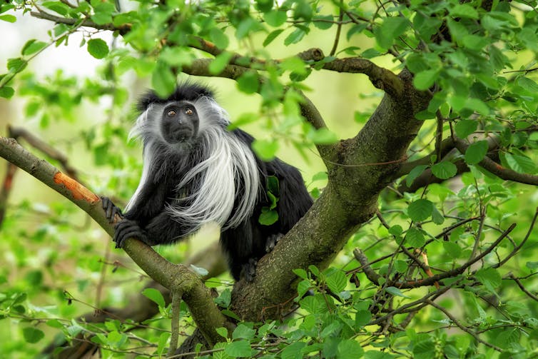 Black money with long white hair sits in tree