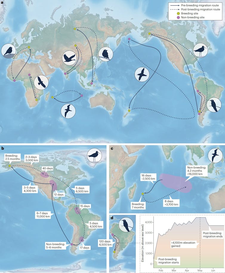 Maps show different migration patterns.