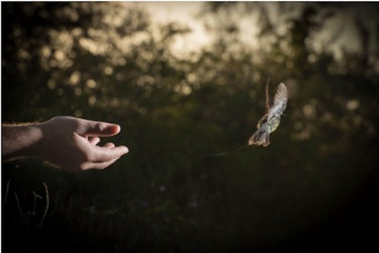 A hand and bird flying away