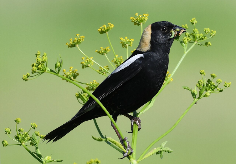a black bird with a yellow cap on its head and white patch on its wing.