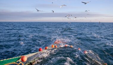 With contentious fisheries reforms on hold, should NZ rethink bottom trawling?