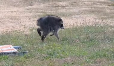 Jimothy the raccoon survived against the odds, a testament to sophisticated brains and devoted mothers