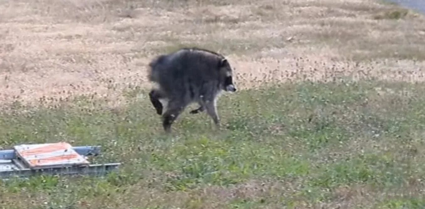Jimothy the raccoon survived against the odds, a testament to sophisticated brains and devoted mothers