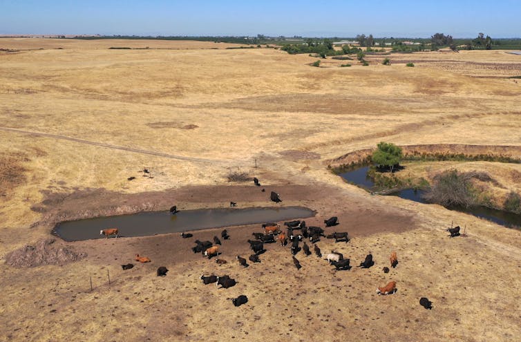 Cattle gather around a pond with low water levels amid a very dry landscape.