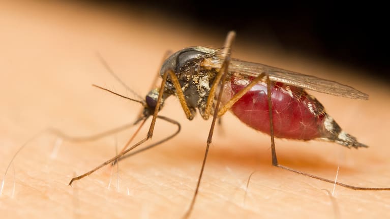 File image of a mosquito