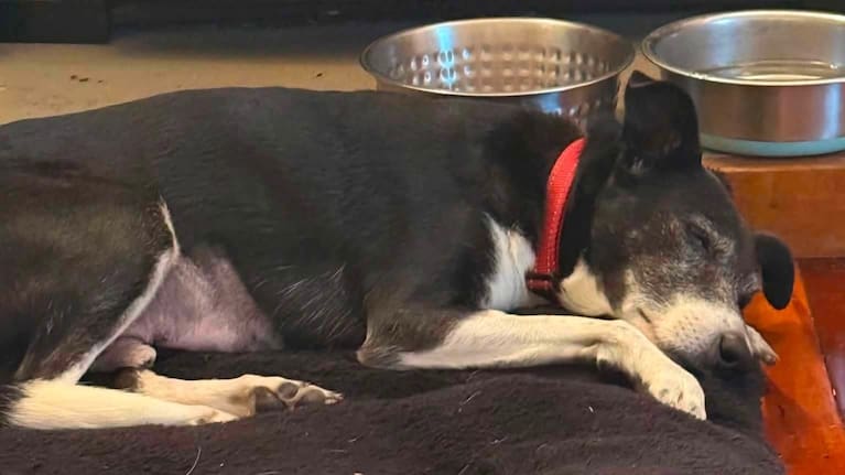Flash, a 12-year-old Border Jack, became increasingly unwell, eventually requiring surgery.