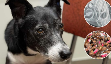 Dog needed emergency surgery after eating bone treat, owner says