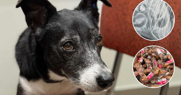 Dog needed emergency surgery after eating bone treat, owner says