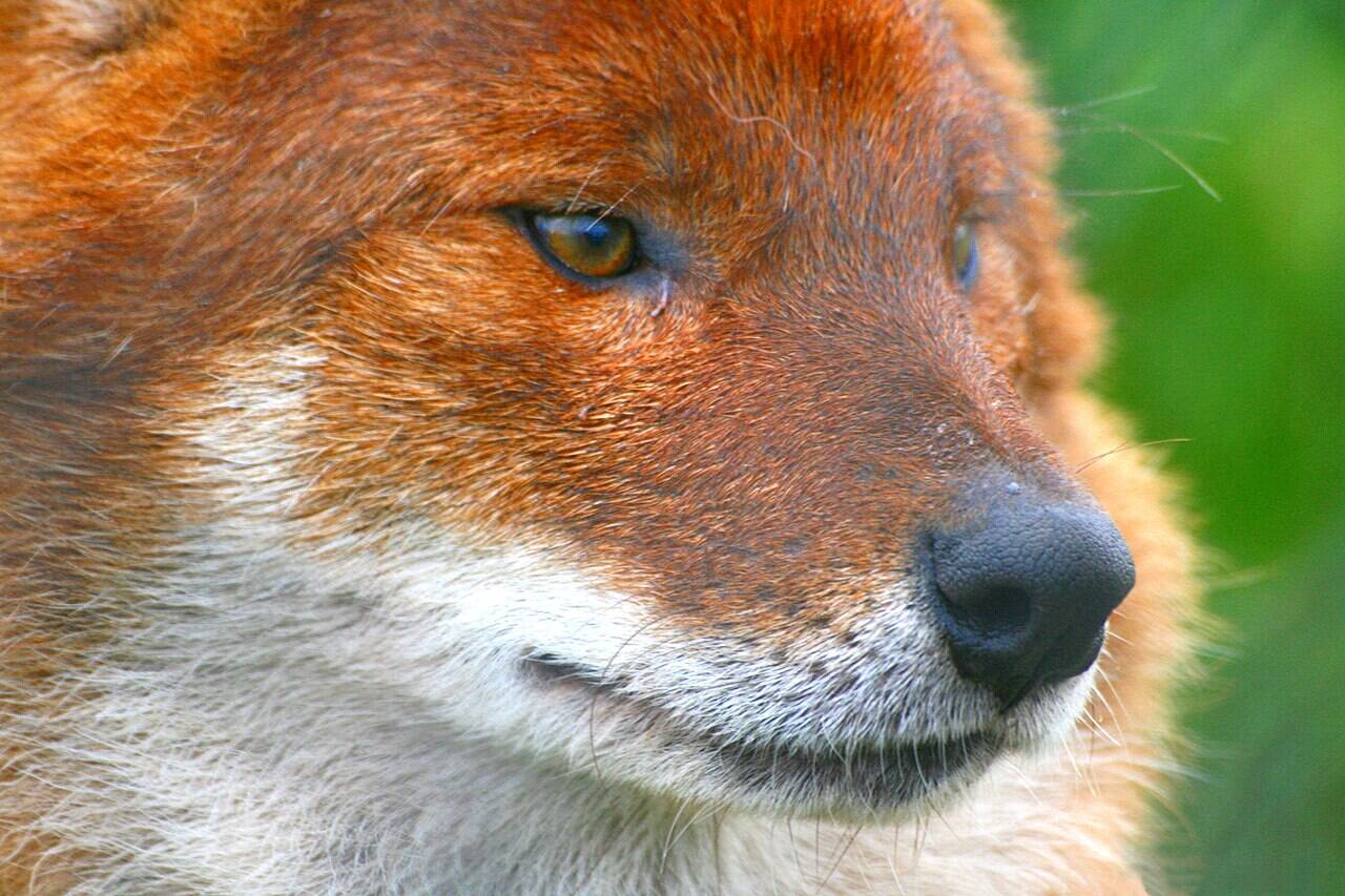 A captive breeding program began after purebred individuals were no longer found in the wild. Reintroduction efforts in North Carolina showed promise but faced ongoing challenges. Hybridization and human-caused mortality continue to hinder the species' long-term recovery. Image Credits: Wikimedia Commons Flickr_-_law_keven_-_Call_of_the_Wild