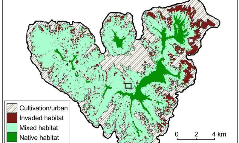 (a) The Afareaito valley on Moorea Island is home to the release area (black rectangle) of captive-bred Partula tohiveana. The habitat categories are as follows: native habitat is primarily composed of native plant species, invaded habitat is dominated by introduced (non-native) plants, and mixed habitat is intermediate. (b) Location of Moorea Island in the Society Islands, French Polynesia. Credit: <i>Oryx</i> (2026). DOI: 10.1017/s0030605325000353 Forty years after disappearing from the wild, this tiny snail returned with an unexpected surprise for scientists