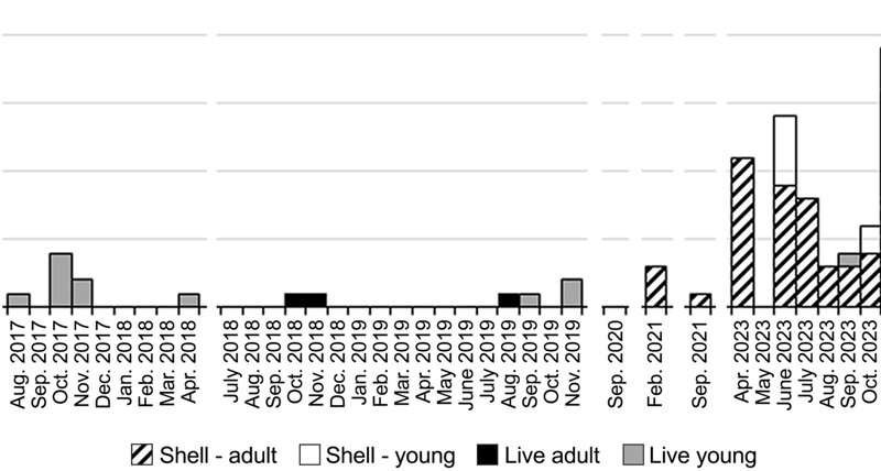 Numbers of individual wild-born Partula tohiveana found as dead shells and live individuals during 2016–2024. Breaks indicate periods without monitoring. Credit: <i>Oryx</i> (2026). DOI: 10.1017/s0030605325000353 Forty years after disappearing from the wild, this tiny snail returned with an unexpected surprise for scientists