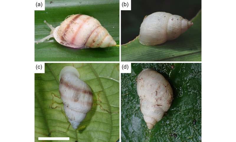Four live, wild-born adult P. tohiveana individuals found in September 2024: (a) Adult 1: mature adult, 17 September 2024, (b) Adult 2: young adult with partially developed shell lip, 18 September 2024, (c) Adult 3: mature adult, 21 September 2024, (d) Adult 4: young adult, 21 September 2024. Scale bar 1 cm. Credit: Justin Gerlach et al, Re-establishment of Partula tohiveana tree snails in French Polynesia after 40 years of extinction in the wild, <i>Oryx</i> (2026). DOI: 10.1017/s0030605325000353 Forty years after disappearing from the wild, this tiny snail returned with an unexpected surprise for scientists