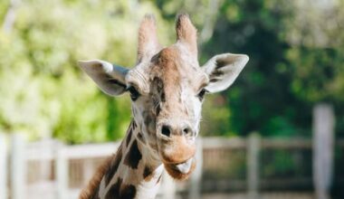 Auckland Zoo euthanises its matriarch giraffe as Orana farewells otter
