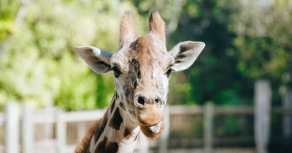 Auckland Zoo euthanises its matriarch giraffe as Orana farewells otter