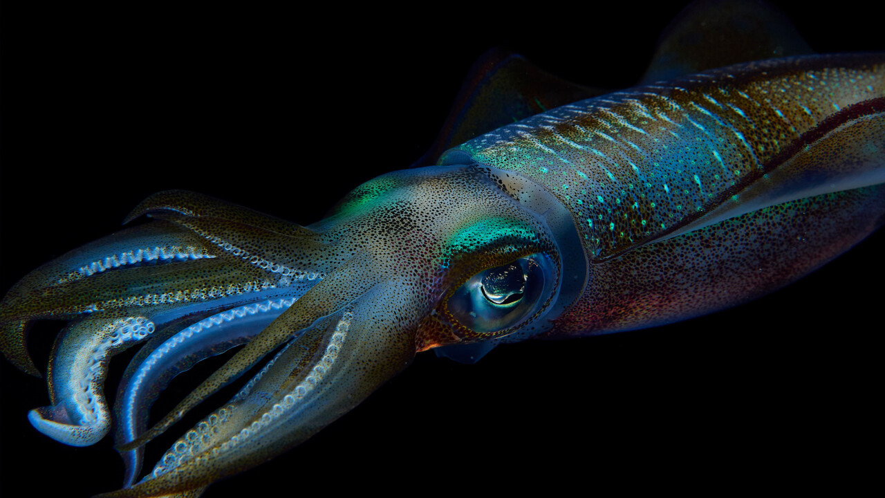Lesbian Albatrosses, Seahorse Dads, and the Freedom of Sex