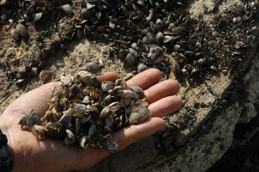 Zebra mussels near Kingston, Canada, which have invaded Lake Ontario. Zebra and quagga mussels invaded the Great Lakes in the 1980s, arriving aboard cargo ships.
