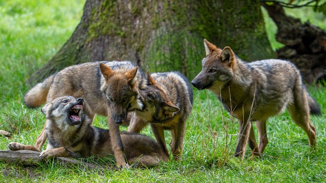 Wolf pack of Eurasian wolves / European grey wolves (Canis lupus lupus) with 5 months old pups play fighting in forest / woodland in autumn.