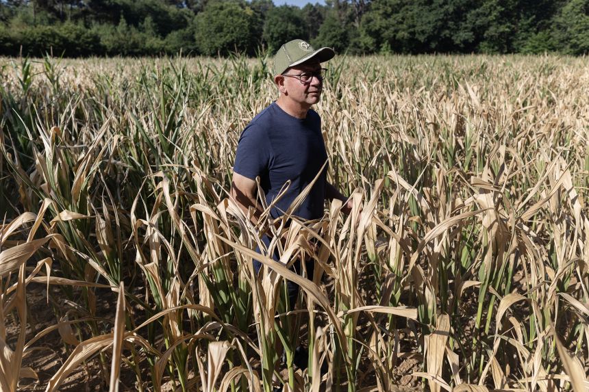 French farmer Dominique Balac stands in his field of dried out corn crops as a heatwave hits France in Saint-Dolays, western France, on Thursday.