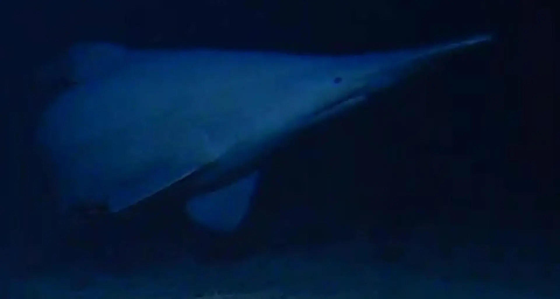 Rare goblin shark filmed alive for the first time in the deep sea