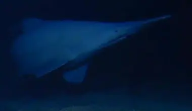 Rare goblin shark filmed alive for the first time in the deep sea