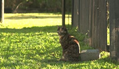Missing Cambridge cat turns up 630km away on Canterbury farm