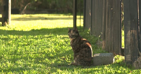 Missing Cambridge cat turns up 630km away on Canterbury farm